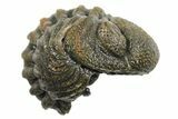 Wide Enrolled Morocops Trilobite - Morocco #296596-1